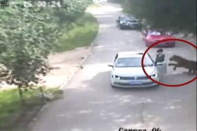 Caught on Cam: Tiger Mauls Woman to Death in Chinese Wildlife Park