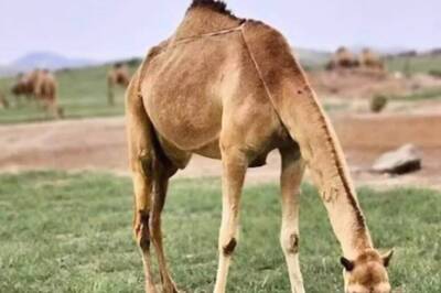 Watch: Saudi Desert Is Turning Green Due To Heavy Rains