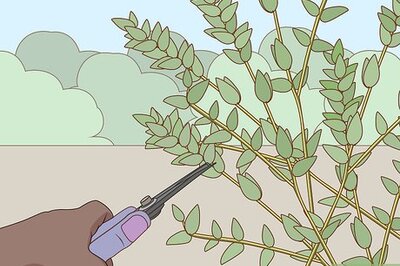 How to Preserve Eucalyptus