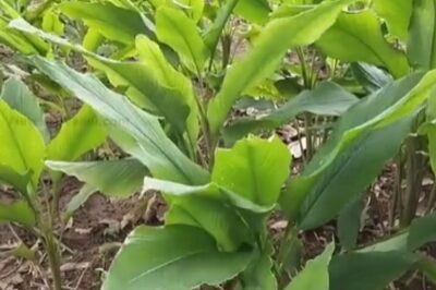 College Student In Tanjore Takes Lead In Turmeric Cultivation Ahead Of Pongal