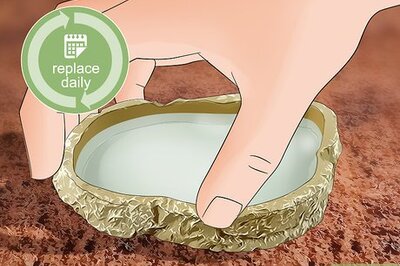 How to Clean a Tarantula's Habitat