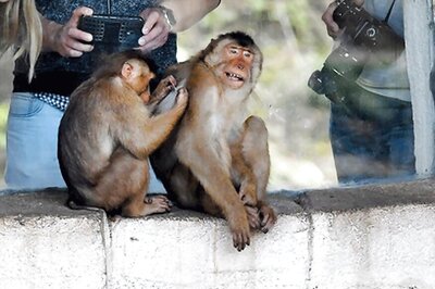 Congress, BJP Promise to End 'Monkey Business' in Himachal Pradesh