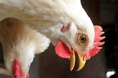 India sounds bird flu alert after chicken deaths