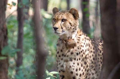 'Don't Make it a Prestige Issue': SC Seeks Response From Centre over Cheetah Deaths