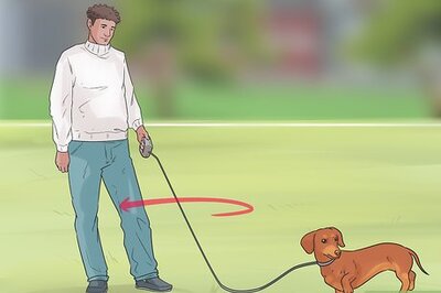 How to Have a Good Relationship With Your Dog