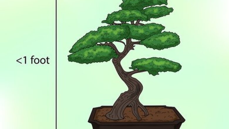 How to Make a Western Hemlock Bonsai Tree