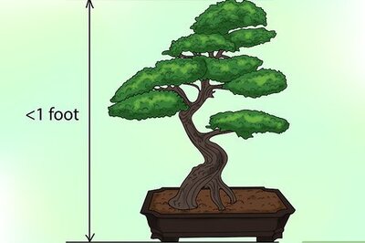 How to Make a Western Hemlock Bonsai Tree