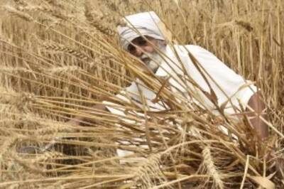 Govt Making Efforts to Include Agriculture as Part of School Curriculum: Tomar