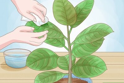 How to Clean Plant Leaves