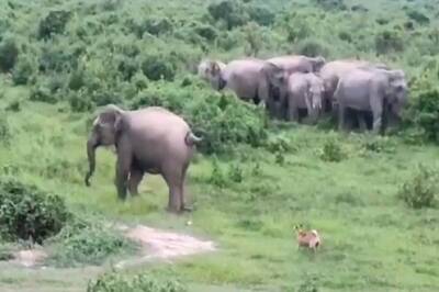 Caught in Gunfight Between Smugglers and Guards, Elephant Killed in Assam Forest