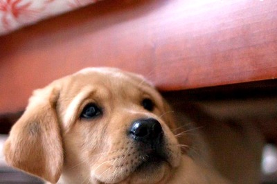 National Nutrition Week 2022: Elevate Your Fur Baby’s Diet With Superfoods