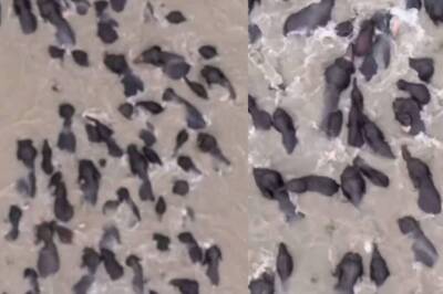 Watch: Elephants Take Over Brahmaputra River In This Stunning Aerial Footage