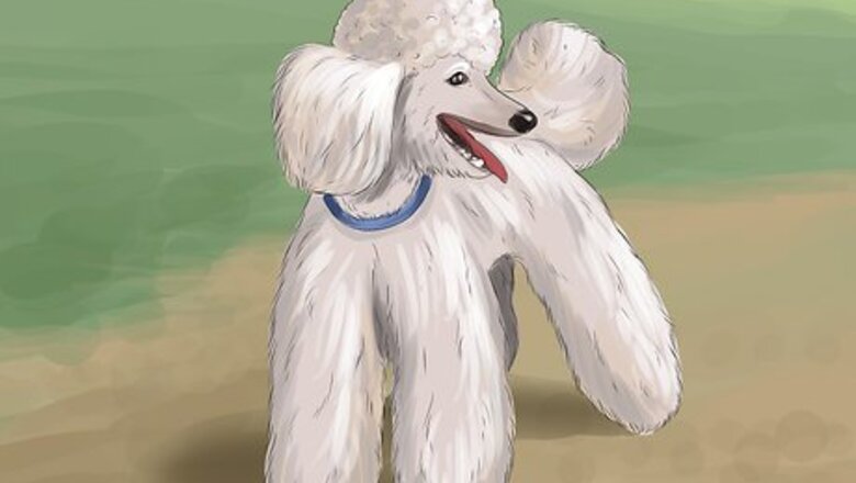 How to Select a Toy Poodle