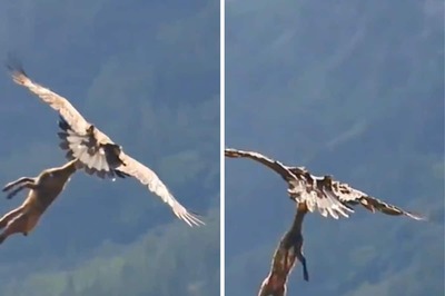 This Golden Eagle’s ‘Unique Hunting Technique’ Has 89 Million Views