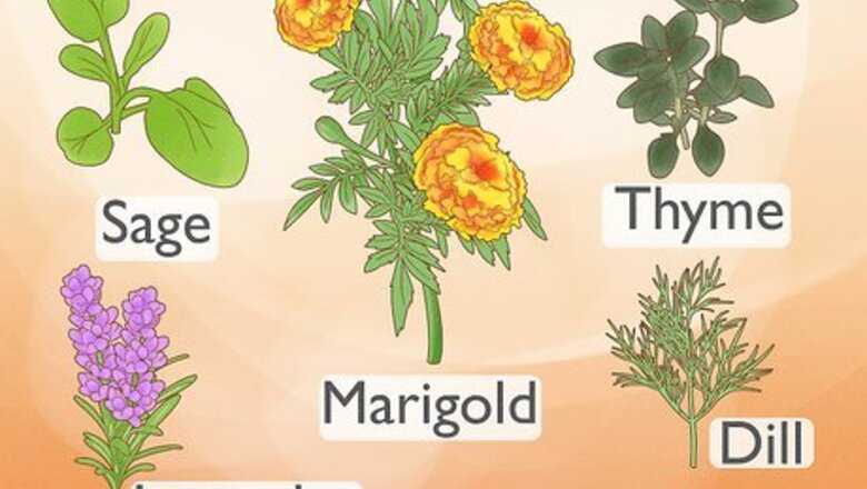 How to Choose Companion Plants for Roses