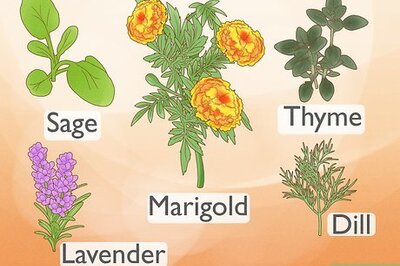How to Choose Companion Plants for Roses