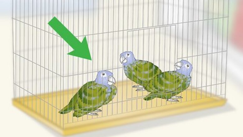 How to Bond with a Pionus Parrot