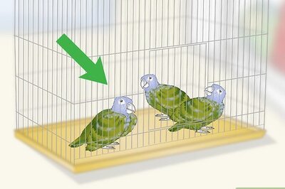 How to Bond with a Pionus Parrot