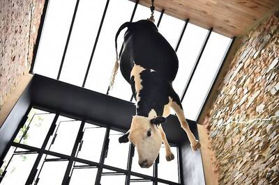 Hanging Cow at Australia Restaurant Sparks Controversy