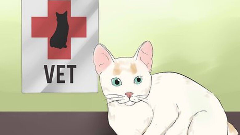 How to Take Care of a Japanese Bobtail