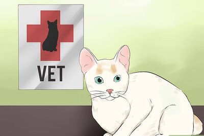 How to Take Care of a Japanese Bobtail