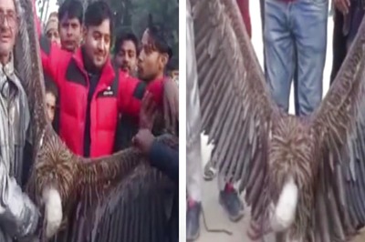 Rare Himalayan Griffon Vulture Captured from Kanpur Handed Over to Forest Dept