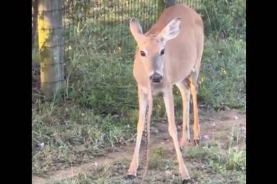 Bizarre Footage Of Deer Eating Snake Leaves Internet In Disbelief | Watch