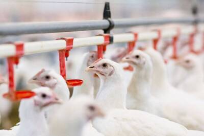 Bird Flu Confirmed in Kerala’s Alappuzha; District Restricts Use & Sale of Ducks