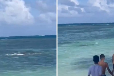 Don't Blink Else You Will Miss The Deadly Shark Vs Manta Ray Face-Off At Colombia Beach