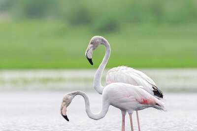 Take a Break From the City Life and Visit These 5 Beautiful Delhi-NCR Forests