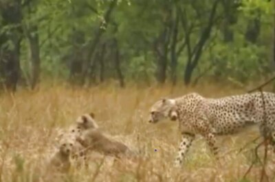 Cheetah Gamini Enjoys Rain With Her Cubs At Kuno National Park, Adorable Video Goes Viral