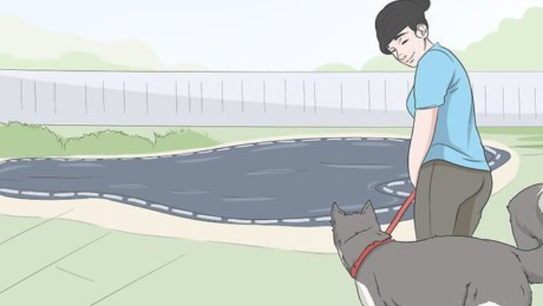 How to Keep Dogs Off of a Pool Cover