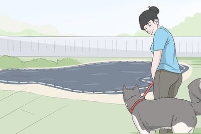 How to Keep Dogs Off of a Pool Cover