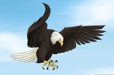 What Does Seeing a Bald Eagle Mean Spiritually?