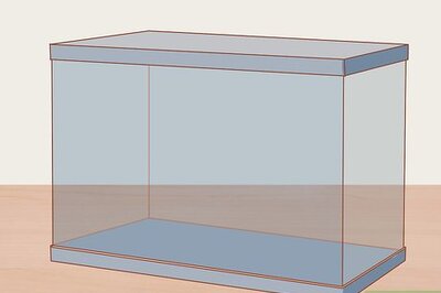 How to Care for a House Gecko