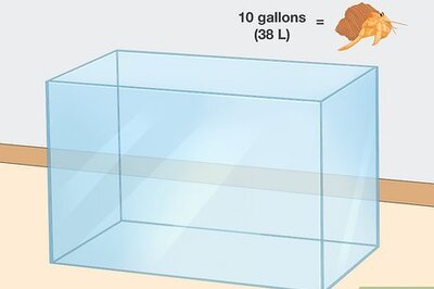 How to Create and Maintain a Healthy Hermit Crab Tank