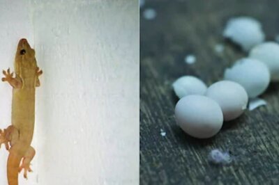 Do Lizards Bring Good Luck? Astrologer Explains