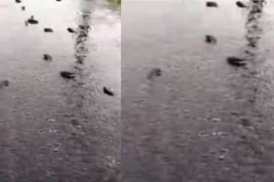 Did It Rain Fish In Andhra's Srikakulam? What We Know