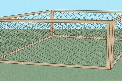 How to Take Care of Ducks