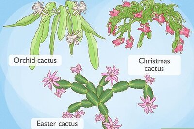 How to Make an Easter Cactus Bloom