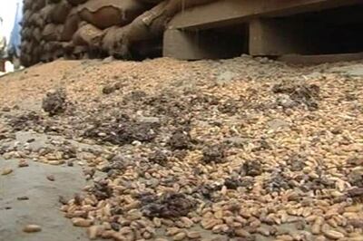 SC raps Pawar, says give rotting grain to poor