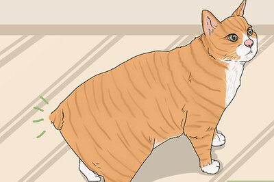 How to Identify a Manx