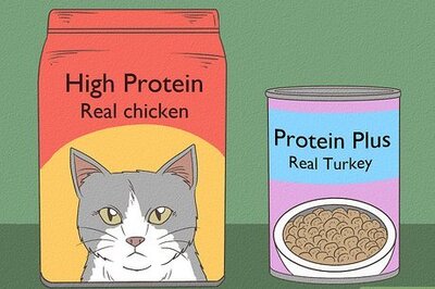 How to Care for a Siamese Cat