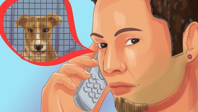 How to Adopt a Terrier