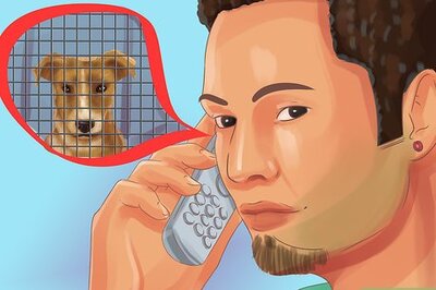 How to Adopt a Terrier