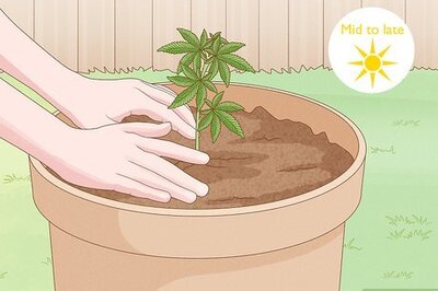 A Complete Guide to Growing Autoflowers Outdoors (When to Plant, How Often to Water, & How Much They Yield)