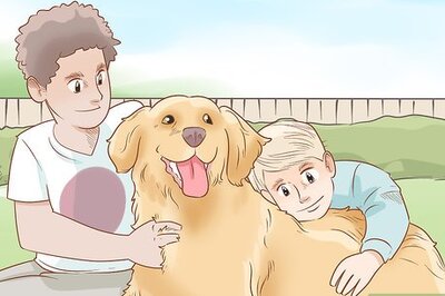 How to Train a Therapy Dog