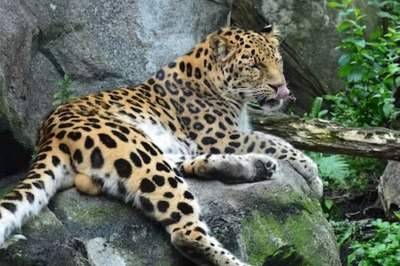 Seven Leopard Cubs Die at Bengaluru Biological Park After Virus Attack