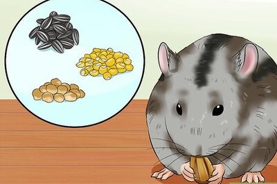 How to Make Your Own Organic Hamster Food