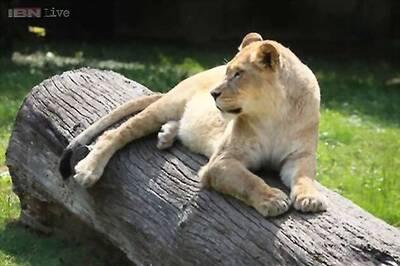 Post Delhi incident, Kerala zoo to tighten safety measures